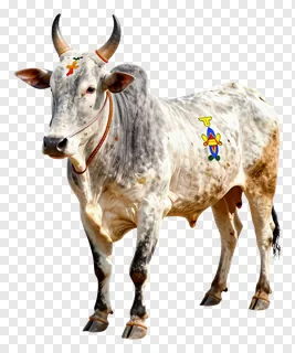 A decorated cow with painted markings and ornaments.
