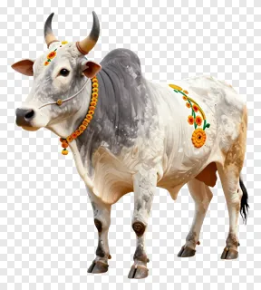 A decorated cow with orange flower garlands for Mattu Pongal.