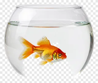 A goldfish swimming in a glass bowl.