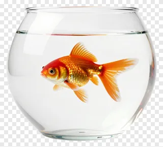 Goldfish swimming in a glass bowl.