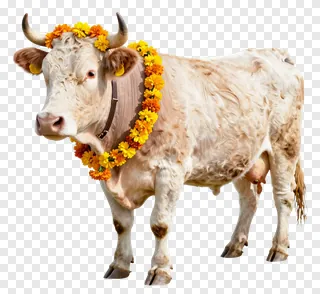 A white cow with curled horns adorned with a marigold garland.