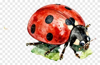 A red ladybug with black spots on a green leaf.