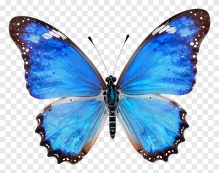 A blue butterfly with detailed wings.