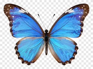 A blue morpho butterfly with open wings.