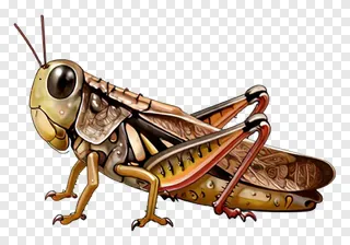 A brown grasshopper with detailed wings and legs.