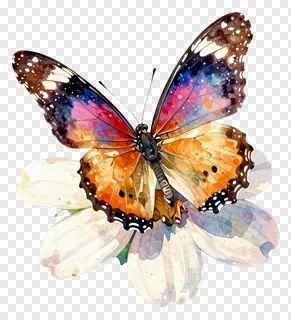 A colorful butterfly perched on a flower petal.
