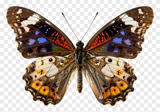 A colorful butterfly with open wings showing detailed patterns.