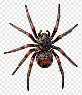 A decorative spider with detailed patterns and orange highlights.