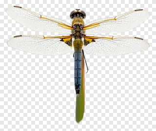 A dragonfly resting on a reed with detailed wings and colorful body.