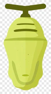 Green cocoon of a developing butterfly.