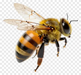 A bee flying with transparent wings.
