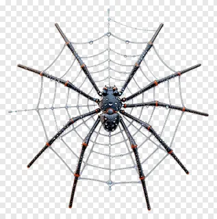 A black spider on a dewy web.