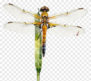 Golden dragonfly resting on a green reed.