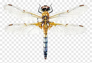 A golden dragonfly with transparent wings.