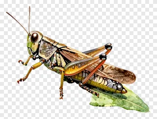 A grasshopper sitting on the edge of a leaf.