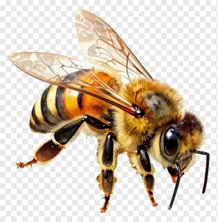 A honey bee flying with wings spread.