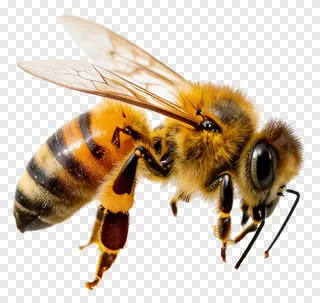 A honeybee flying with wings extended.