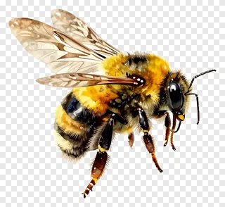 A bumblebee hovering with wings spread.