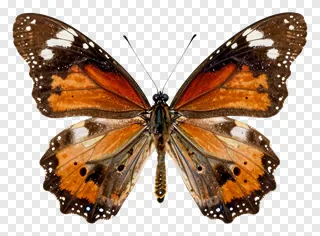 A butterfly with orange and brown wings.