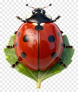 A red ladybug with black spots on a green leaf.