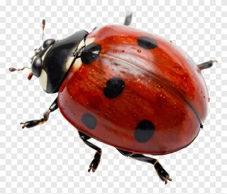 A red ladybug with black spots.