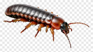 A glossy millipede with segmented body and long legs.