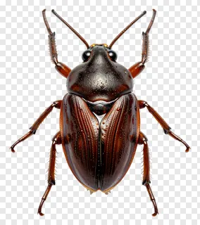 A shiny brown beetle with detailed texture.