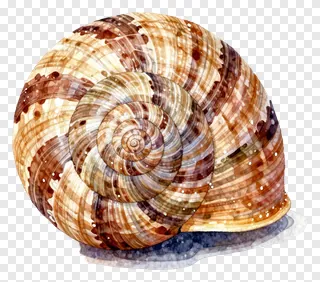 A watercolor painting of a snail shell spiral.