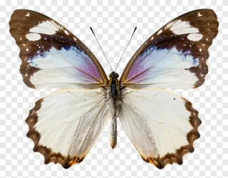 A white butterfly with purple wings and brown edges.