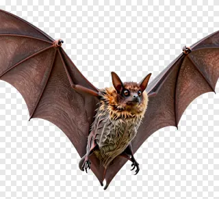 A bat flying with its wings spread wide.