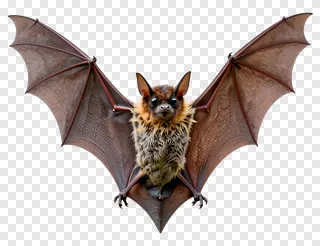 A bat with spread wings and fluffy fur.