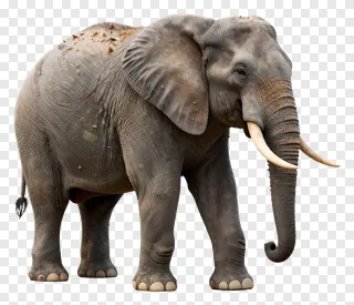 African elephant with tusks standing