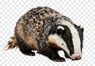 A badger sniffing the ground.
