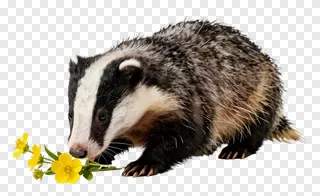 A badger sniffing a yellow wildflower.