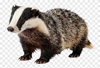 A badger with visible claws on a white background.