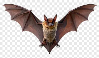 A brown-furred bat with patterned wings flying forward.