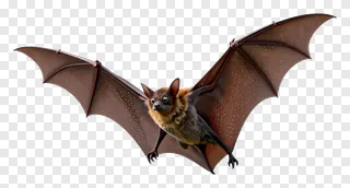 A bat flying with spread wings and detailed patterns.