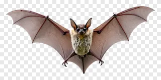 A bat with spread wings and fluffy fur flying.