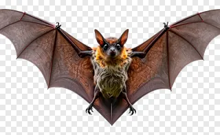 A bat with orange fur on its chest and spread wings.
