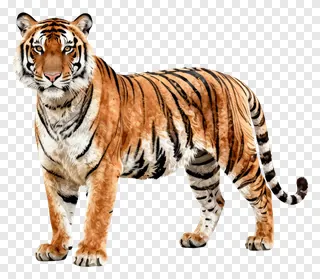 A Bengal tiger standing in profile view.