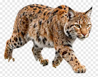 Bobcat crouching low while stalking.