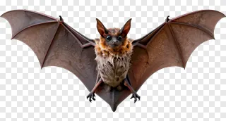 A cartoon bat with spread wings and fur.