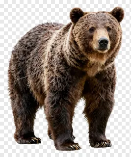 A brown bear standing and looking forward.