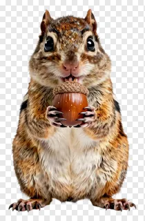 A chipmunk holding an acorn with both paws and mouth.