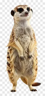 A standing meerkat acting as a sentinel.