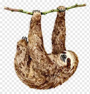 A sloth hanging from a branch with its arms and legs gripping the vine.