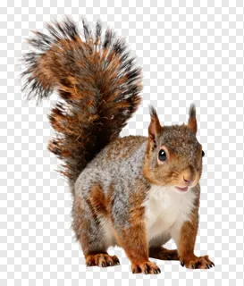 A squirrel with a fanned tail standing upright.
