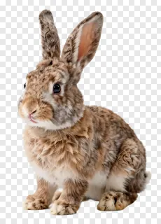 A sitting Easter bunny with mottled fur.