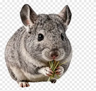 A chinchilla eating grass.