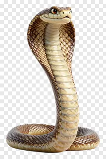 A cobra standing upright with its hood expanded.